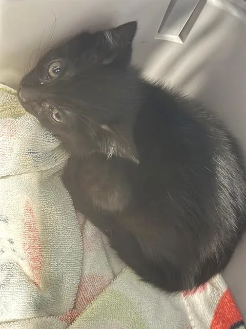 A baby small-sized female Domestic Short Hair cat named A for adoption in Charlotte, NC