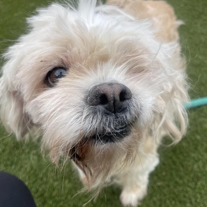 A senior medium-sized male White / Cream Mixed Breed dog named Ramen for adoption in Philadelphia, PA