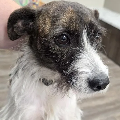 An adult small-sized female Jack Russell Terrier dog named Pinky for adoption in Toledo, OH
