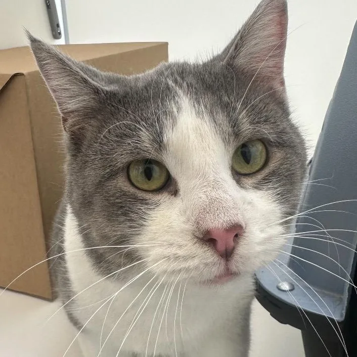 A young medium-sized male Gray & White Domestic Short Hair cat named Theo for adoption in Evanston, IL