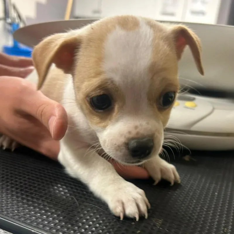 A baby small-sized female Yellow / Tan / Blond / Fawn Chihuahua dog named Gelato for adoption in Manhattan, KS