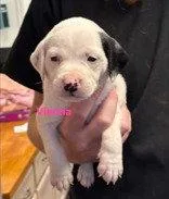 A baby large-sized female Australian Cattle Dog / Blue Heeler dog named Vienna Lager for adoption in Newport, KY