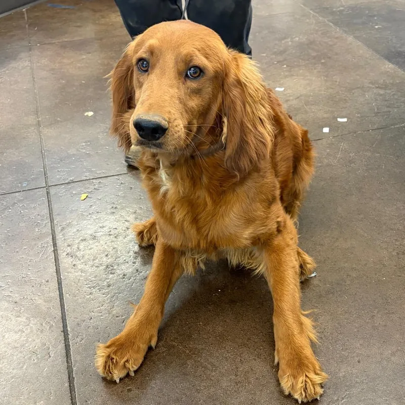An adult medium-sized male Red / Chestnut / Orange Retriever dog named Socrates for adoption in Nashville, TN