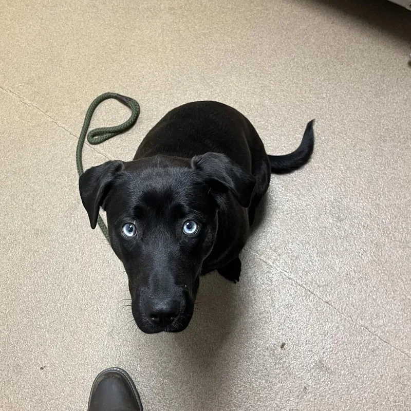 An adult medium-sized female Black Mixed Breed dog named June Bug for adoption in Chattanooga, TN