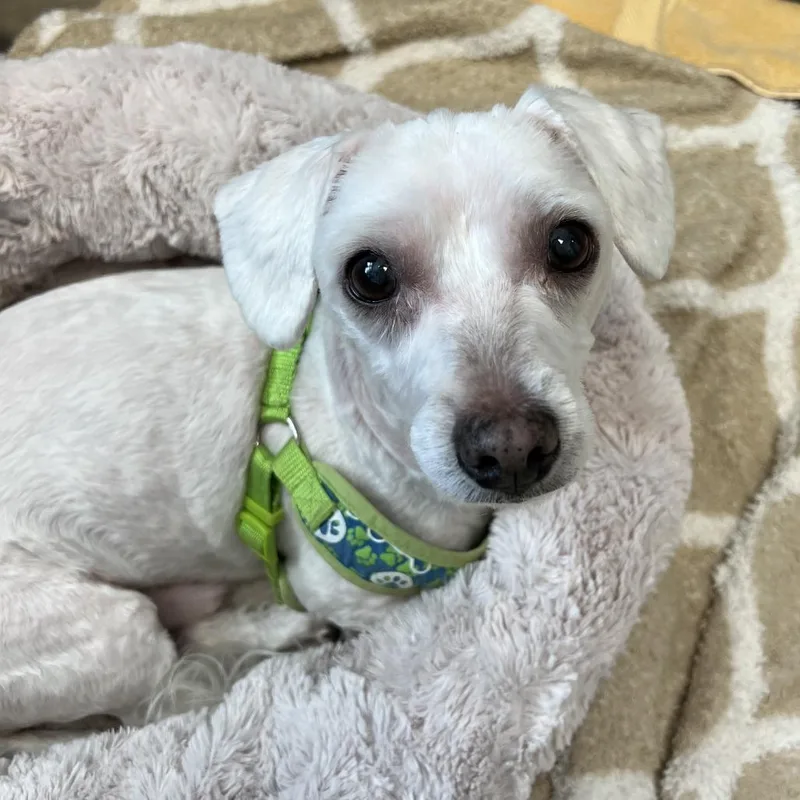 Marshmallow thumbnail 2