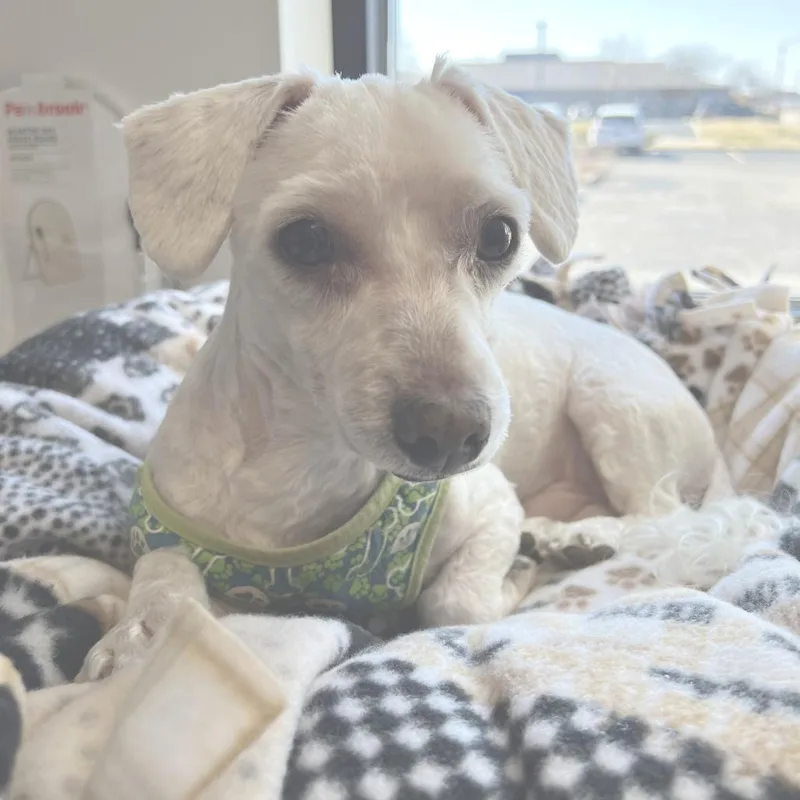 Marshmallow thumbnail 3