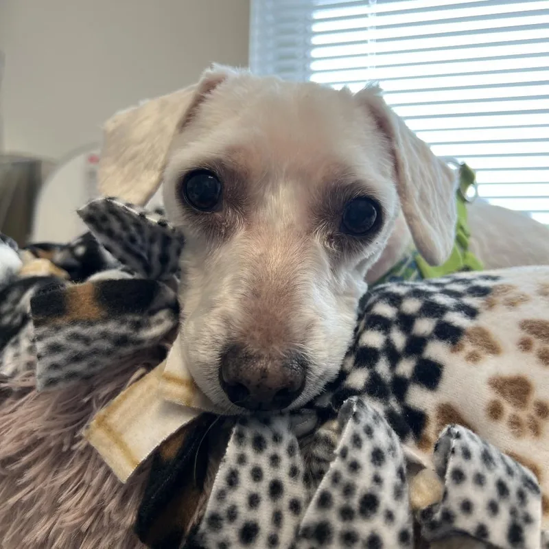 Marshmallow thumbnail 4