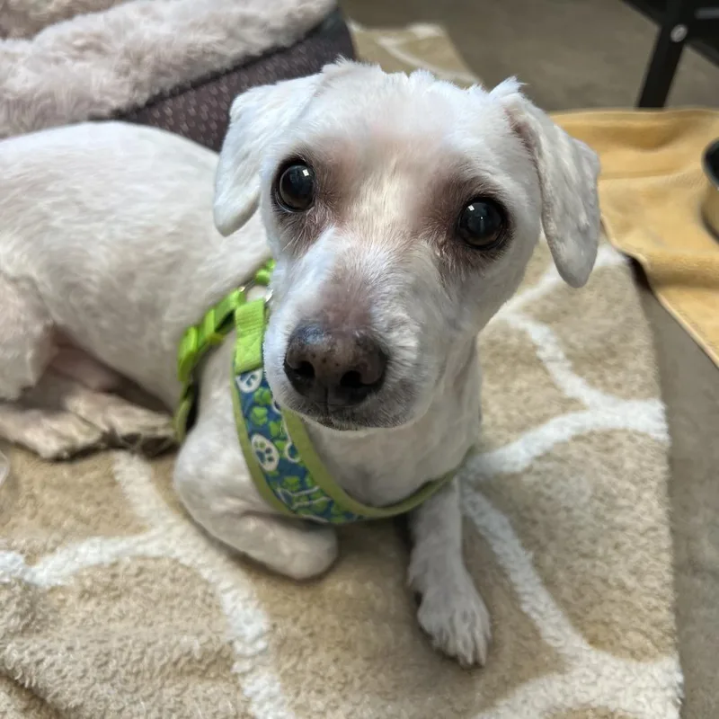 Marshmallow thumbnail 5