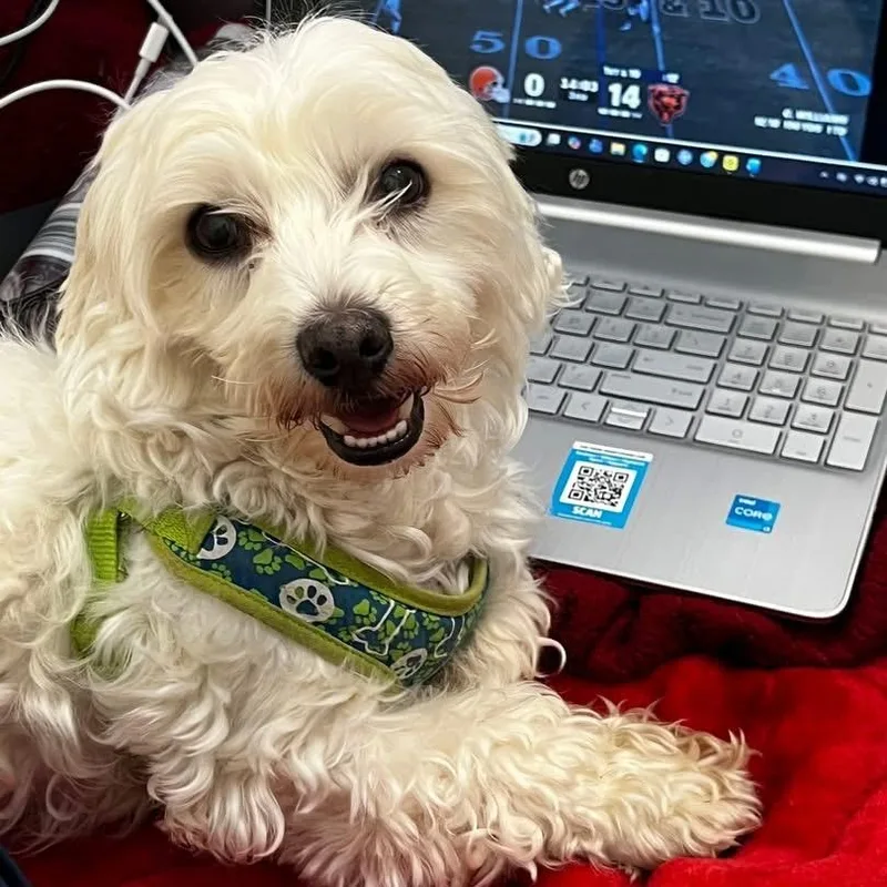 Marshmallow thumbnail 6