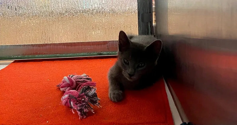 Snickers A thumbnail 2