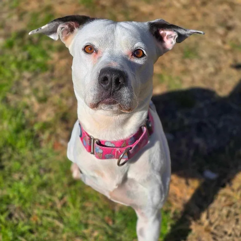 An adult medium-sized female White / Cream Pit Bull Terrier dog named Skipper for adoption in Spring, TX