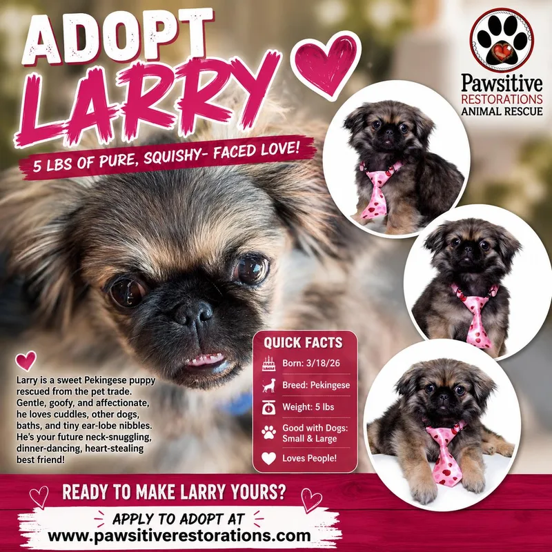 A baby small-sized male Sable Pekingese dog named Larry for adoption in Aurora, CO