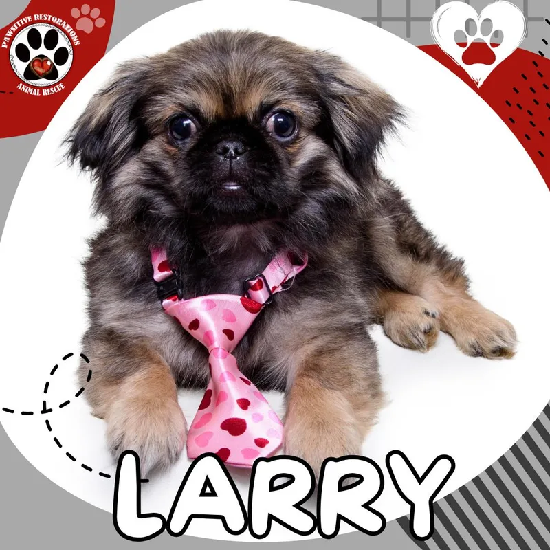 Larry thumbnail 3