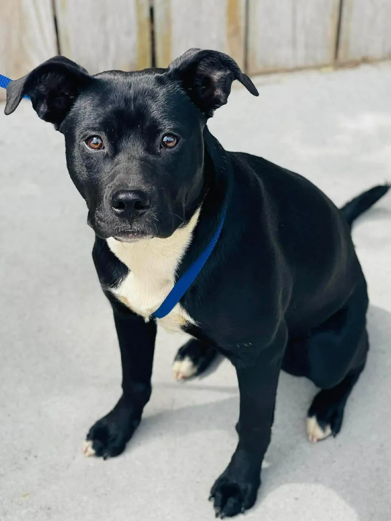 A young medium-sized female Black Labrador Retriever dog named Ac "oreo" for adoption in Conyers, GA