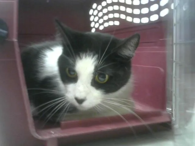 An adult small-sized female Domestic Short Hair cat named Jeanie for adoption in Loveland, CO