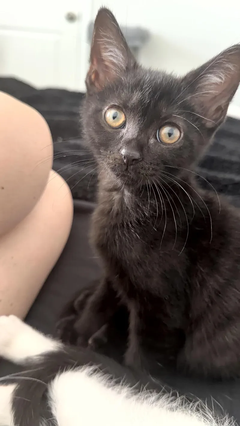 A baby medium-sized female Black Domestic Short Hair cat named Alexandria for adoption in Murfreesboro, TN
