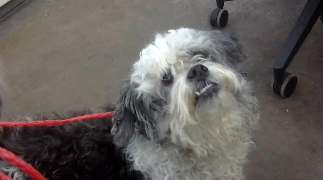 An adult small-sized male Mixed Breed dog named Bentley for adoption in Dallas, TX