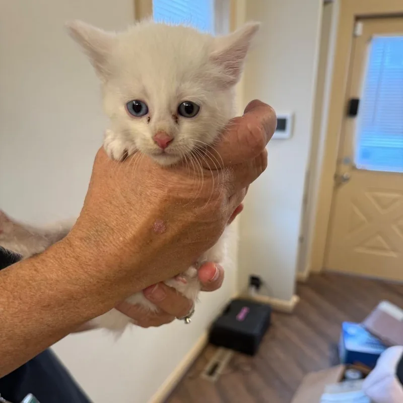 A baby small-sized female White Domestic Short Hair cat named Snowflake for adoption in Pasadena , MD