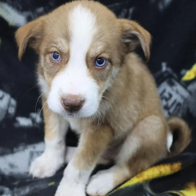 A baby small-sized female Brown / Chocolate German Shepherd Dog dog named Cacao D for adoption in Princeton, MN