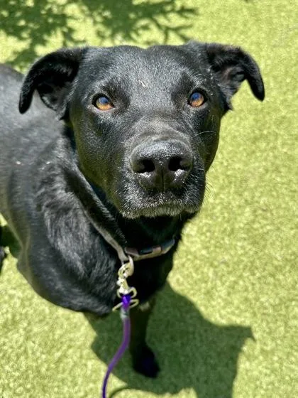 An adult large-sized male Black Mixed Breed dog named Miller for adoption in Wichita, KS