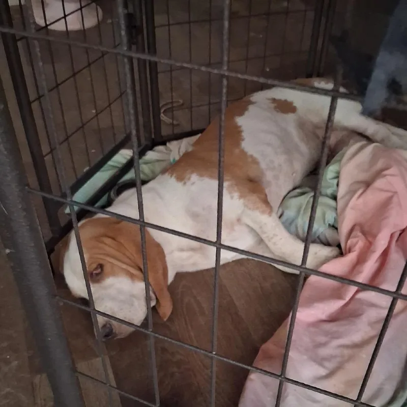 An adult medium-sized male Brown / Chocolate Basset Hound dog named Buford C for adoption in Oklahoma City, OK