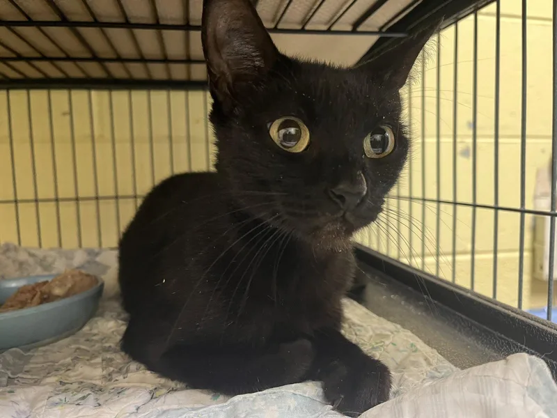 An adult medium-sized female Black Domestic Short Hair cat named Solara for adoption in Trenton, NJ