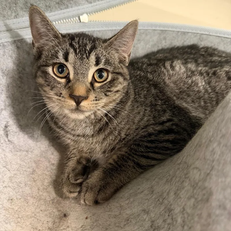 A baby medium-sized female Buff / Tan / Fawn Domestic Short Hair cat named Cove for adoption in Pittsford, VT