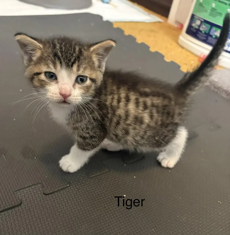 Tigger thumbnail 2