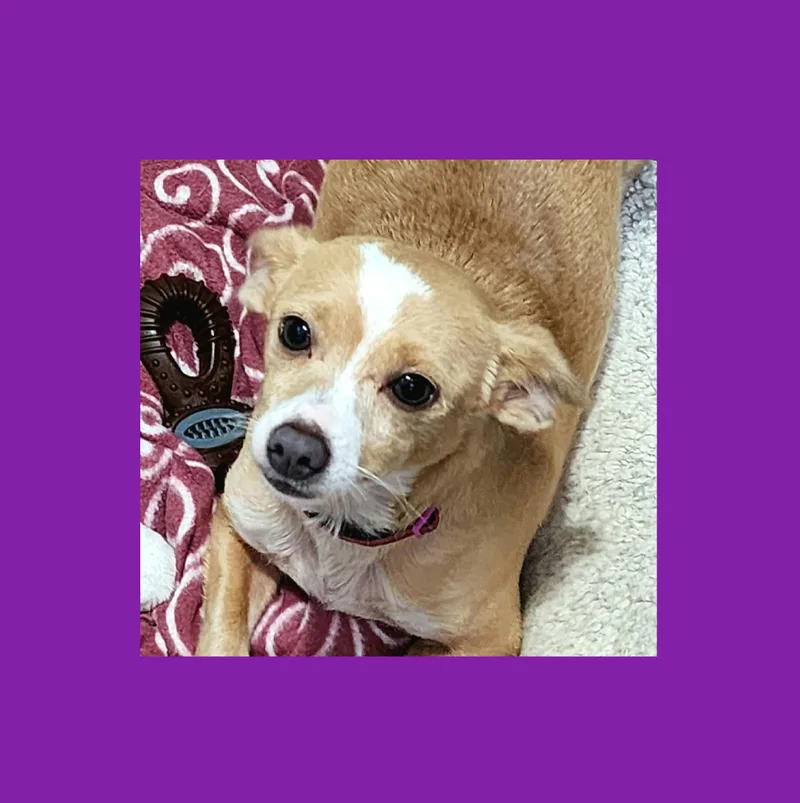 An adult small-sized female Chiweenie dog named Riley for adoption in Lake Geneva, WI