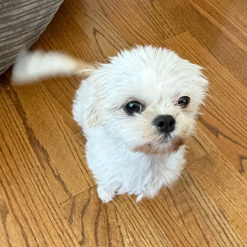 A young small-sized female Yellow / Tan / Blond / Fawn Shih Tzu dog named Ariel for adoption in Staten Island, NY