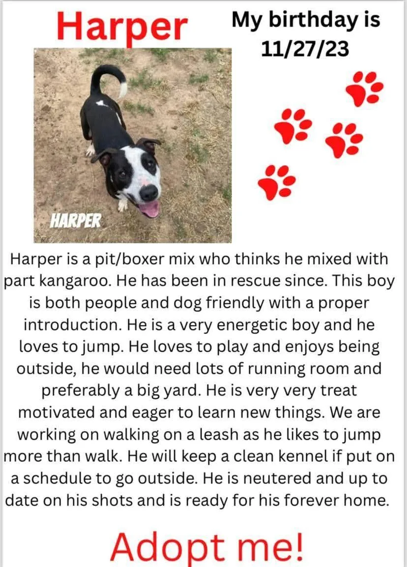 A young medium-sized male Pit Bull Terrier dog named Harper for adoption in Denison, TX