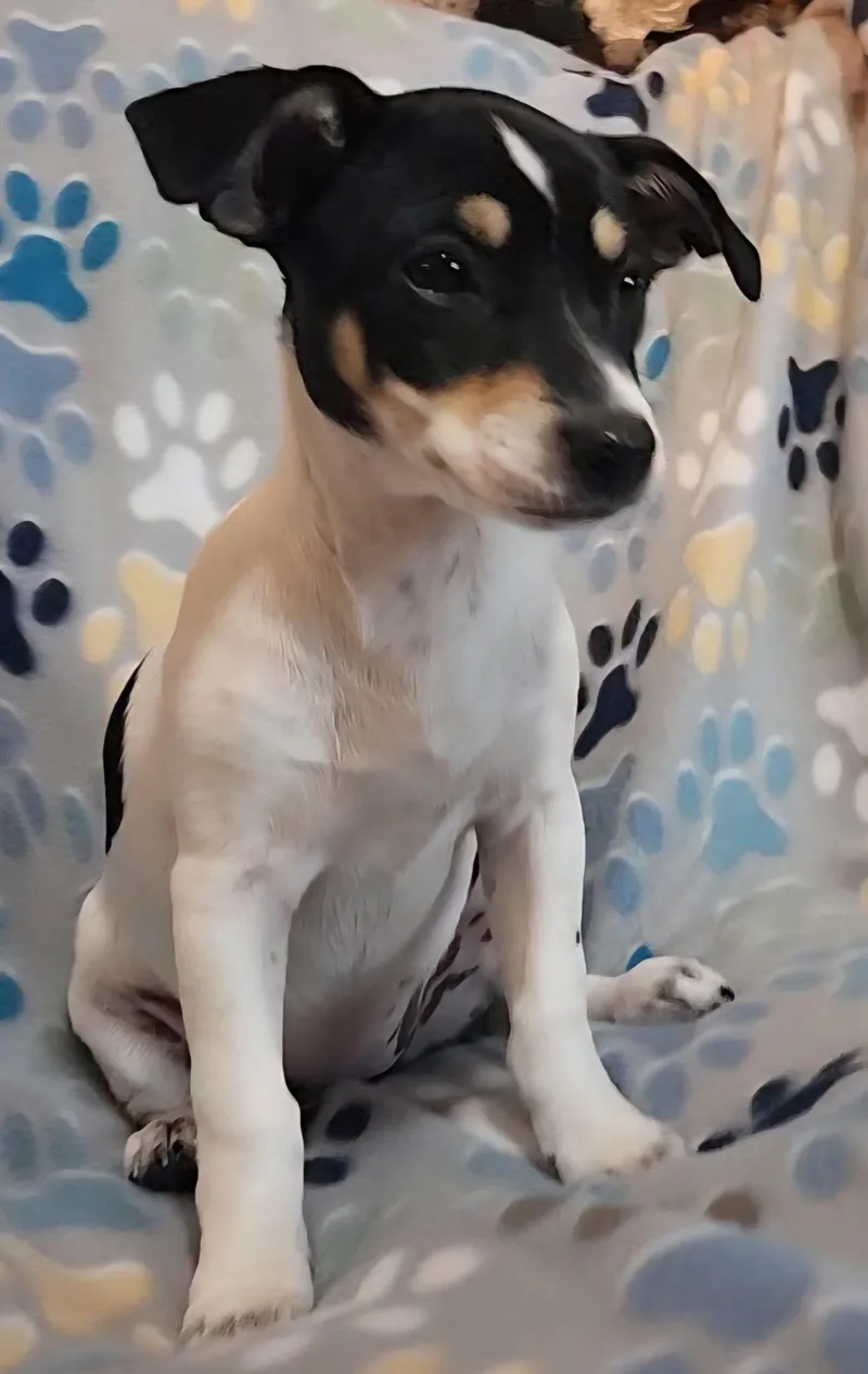 A baby small-sized female Black Rat Terrier dog named Aura Jean for adoption in Houston, TX