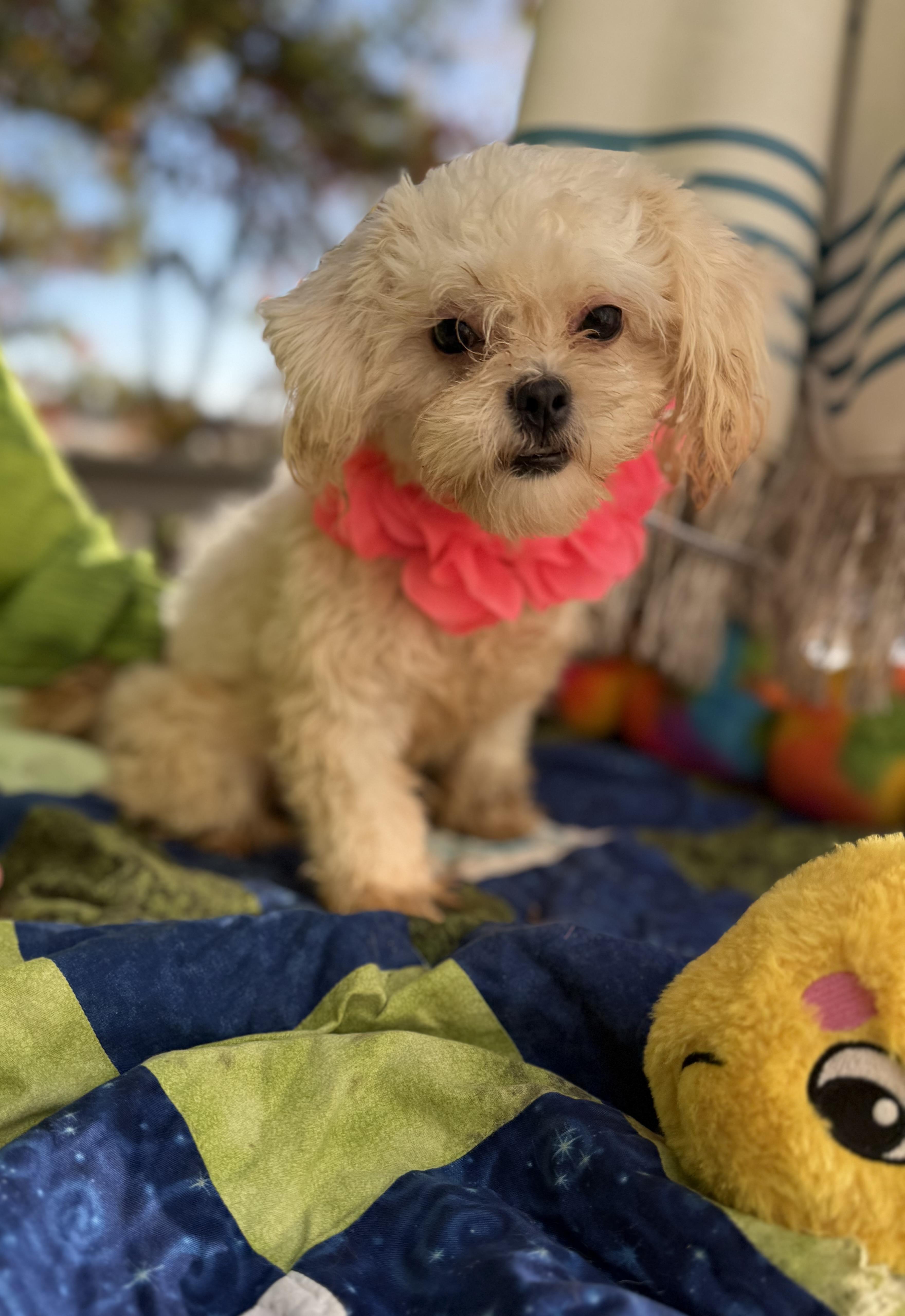 A baby small-sized female White / Cream Shih poo dog named Mira lbs for adoption in White Lake, MI