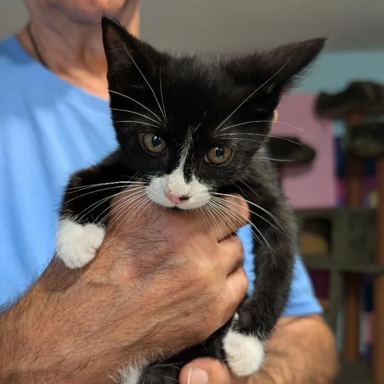 A baby small-sized female Black & White / Tuxedo Domestic Short Hair cat named Star for adoption in Reisterstown, MD