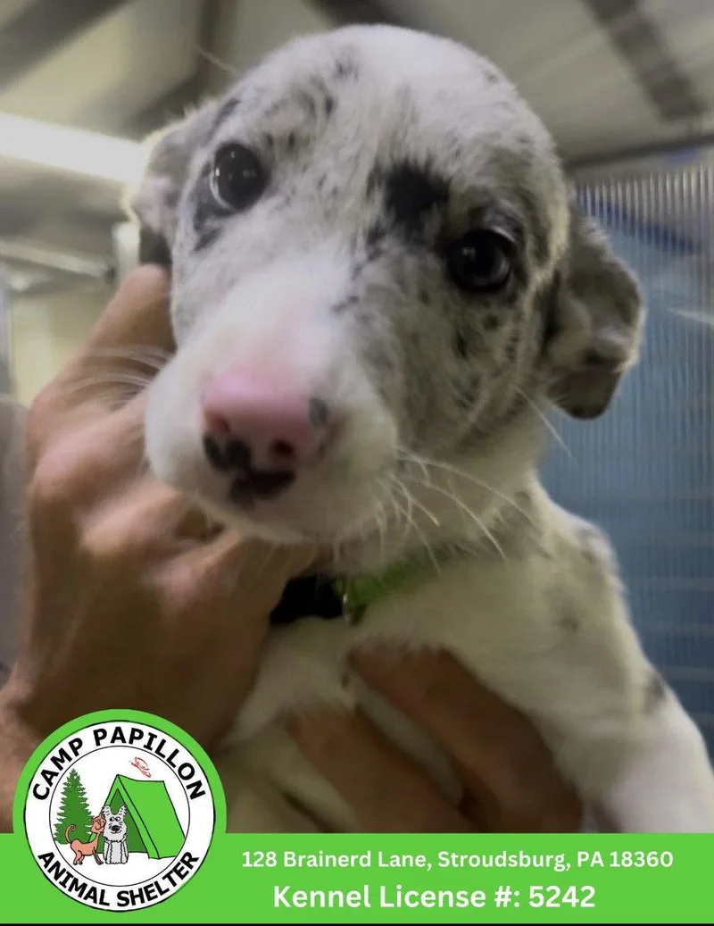 A baby medium-sized female Border Collie dog named Penny for adoption in Stroudsburg, PA