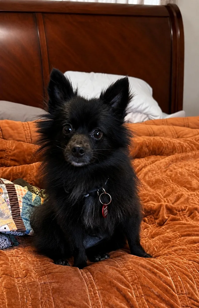 An adult small-sized female Pomeranian dog named Rayleen for adoption in Nashville, TN