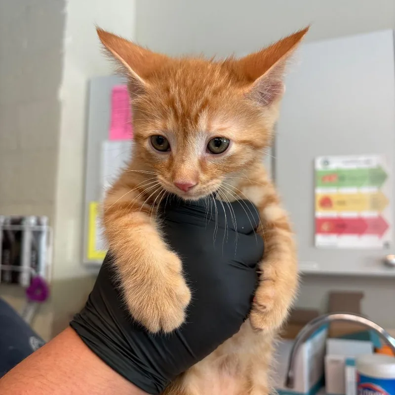 A baby small-sized male Orange / Red Domestic Short Hair cat named Hugo for adoption in Huntington, WV