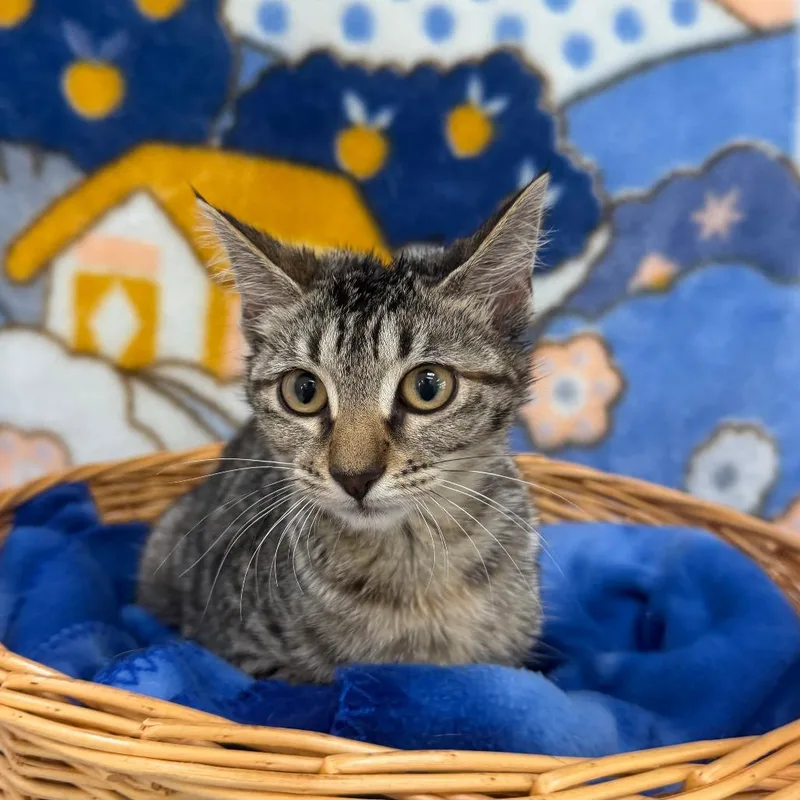 A baby small-sized female Gray / Blue / Silver Domestic Short Hair cat named Shilo for adoption in Deerfield, IL