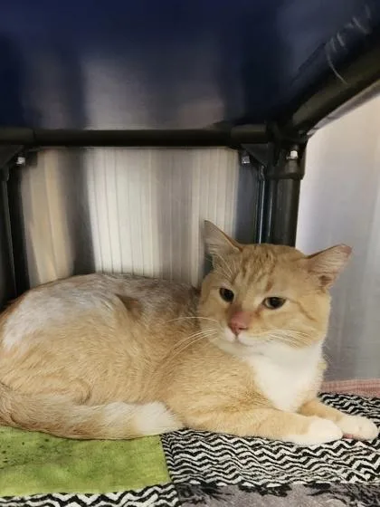 An adult medium-sized male Domestic Short Hair cat named Bravo for adoption in Independence, MO