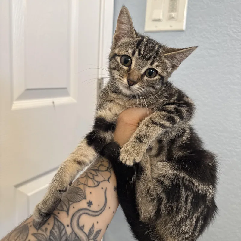 A baby medium-sized female Tabby (Brown / Chocolate) Domestic Short Hair cat named Misty for adoption in Fresno, CA