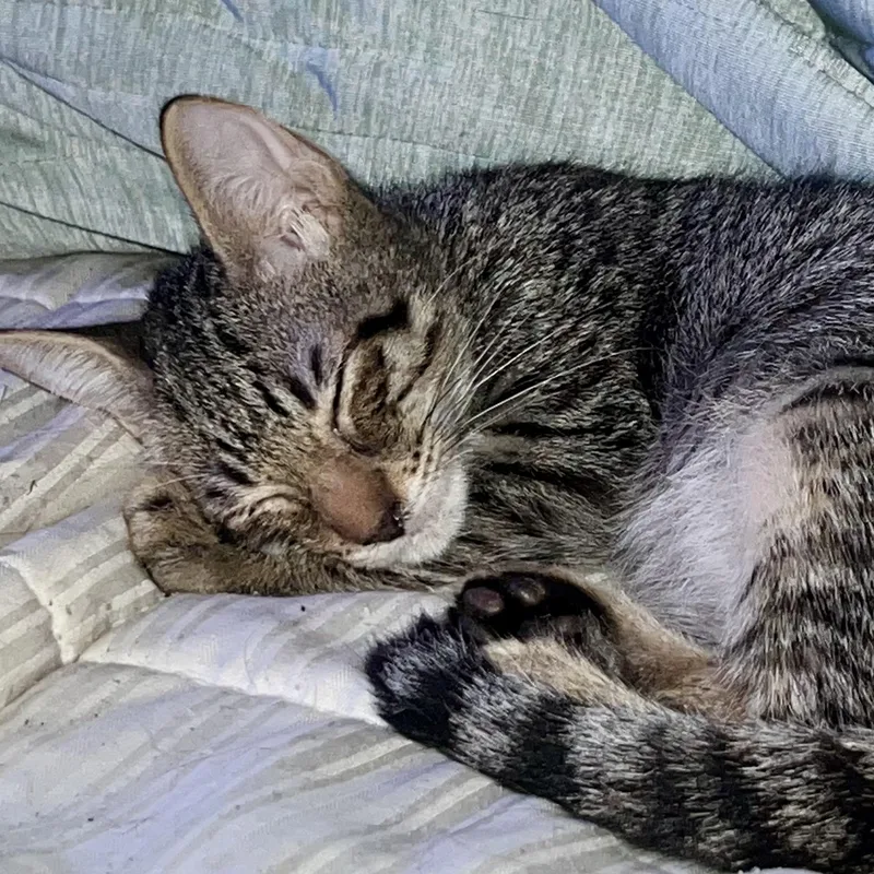 A baby medium-sized male Tabby (Brown / Chocolate) Domestic Short Hair cat named Bjorn for adoption in Houston, TX
