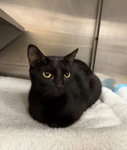An adult small-sized female Domestic Short Hair cat named Violet for adoption in West Chester, PA