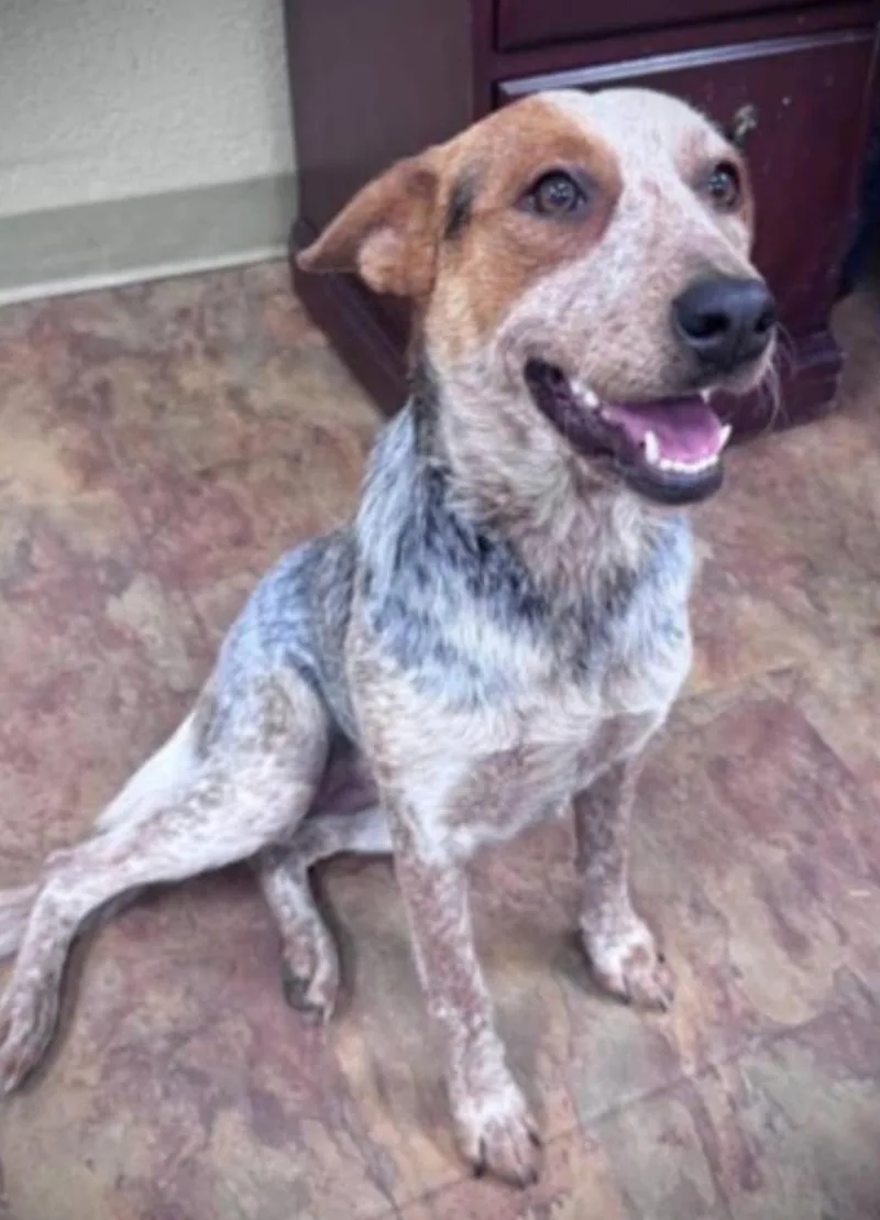 A young medium-sized female Australian Cattle Dog / Blue Heeler dog named Cory for adoption in Bradenton, FL