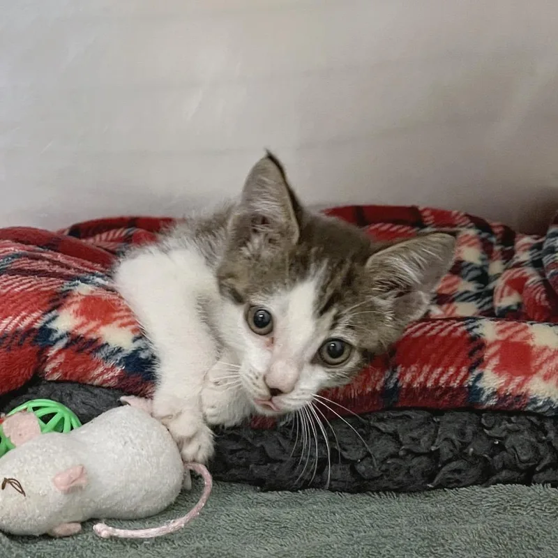 A baby small-sized male Domestic Short Hair cat named Hot Fudge Sundae for adoption in York, PA