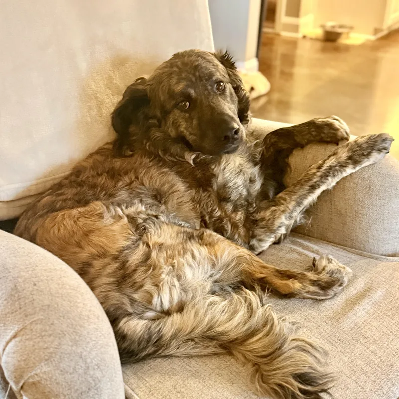 Oscar