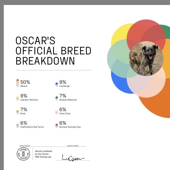 Oscar thumbnail 4