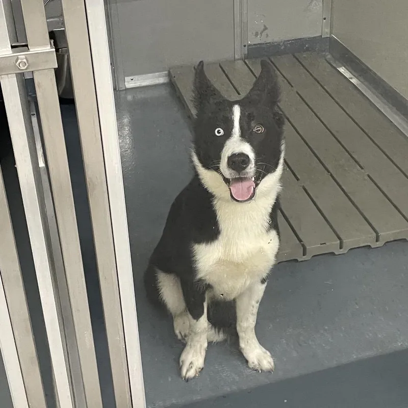 An adult medium-sized male Black Border Collie dog named Andy for adoption in Galax, VA