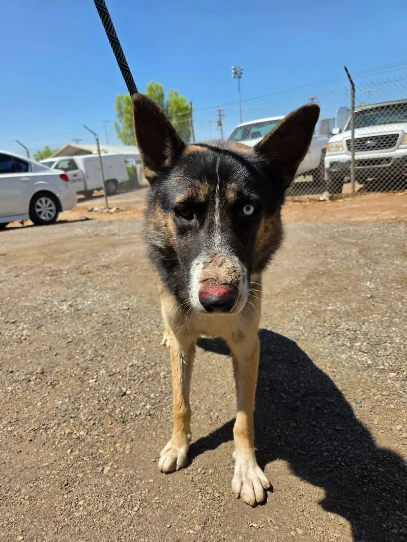 An adult large-sized male Shepherd dog named Hawk for adoption in El Centro, CA