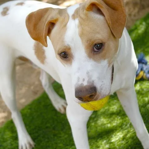 A young large-sized male White / Cream Labrador Retriever dog named Boone for adoption in Hopkinton, MA