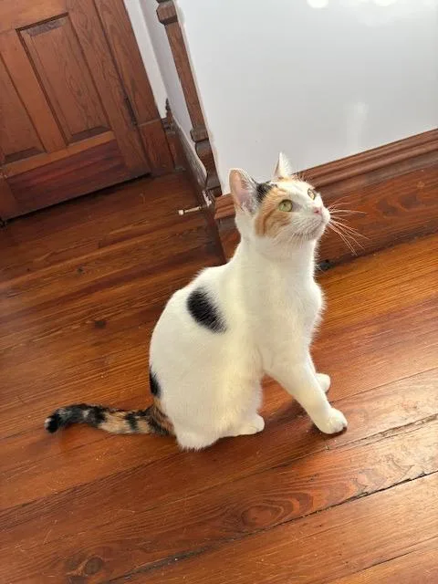 Butternut thumbnail 2